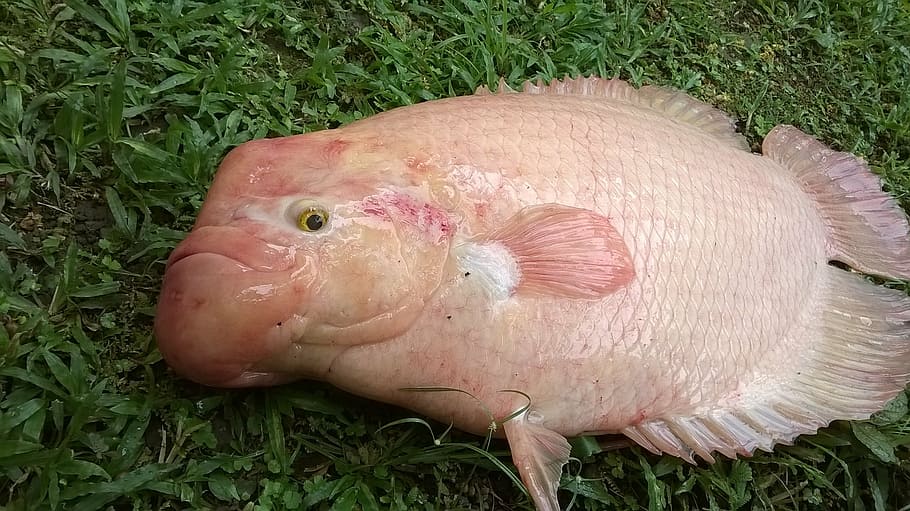 fish, fish tilapia, parrot fish, animal, plant, animal themes HD wallpaper