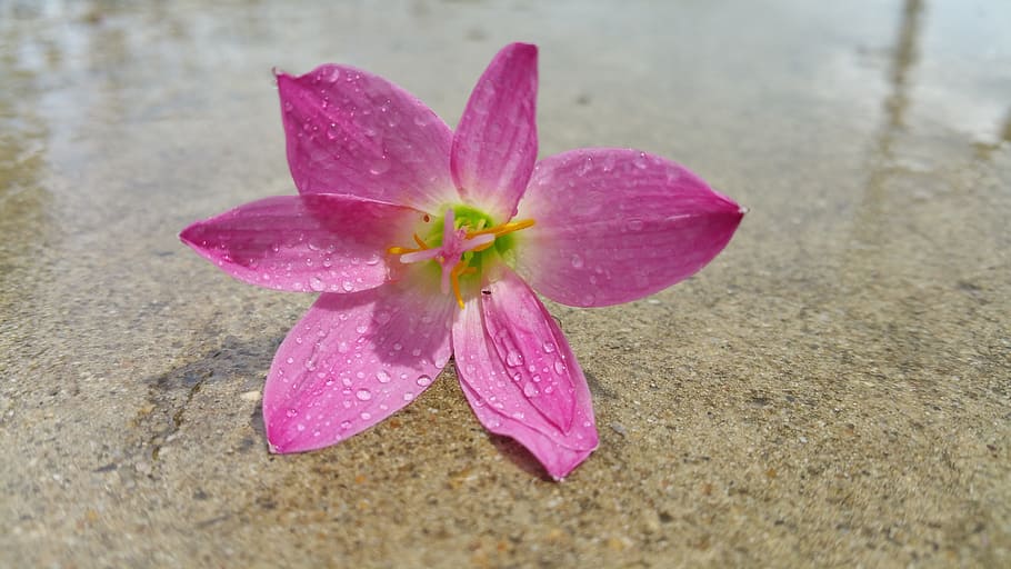 pink flower, reflection, water, drops, flowering plant, pink color HD wallpaper
