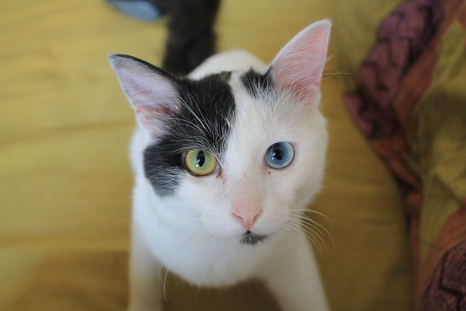 odd-eyed, cat, black, white, eyes, cute, domestic, pets, mammal, HD wallpaper