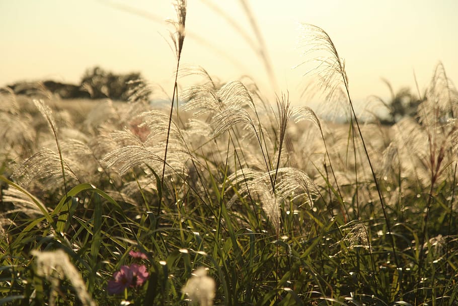 autumn, reed, silver grass, nature, summer, plant, field, meadow HD wallpaper