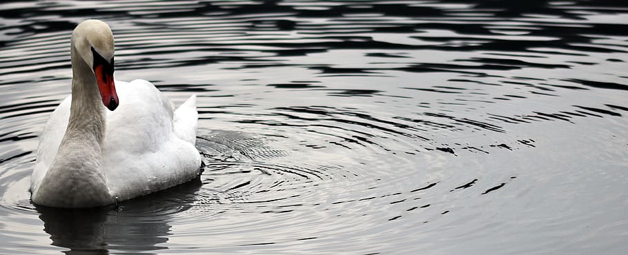 photo of white swan on body of water, waters, nature, reflection HD wallpaper