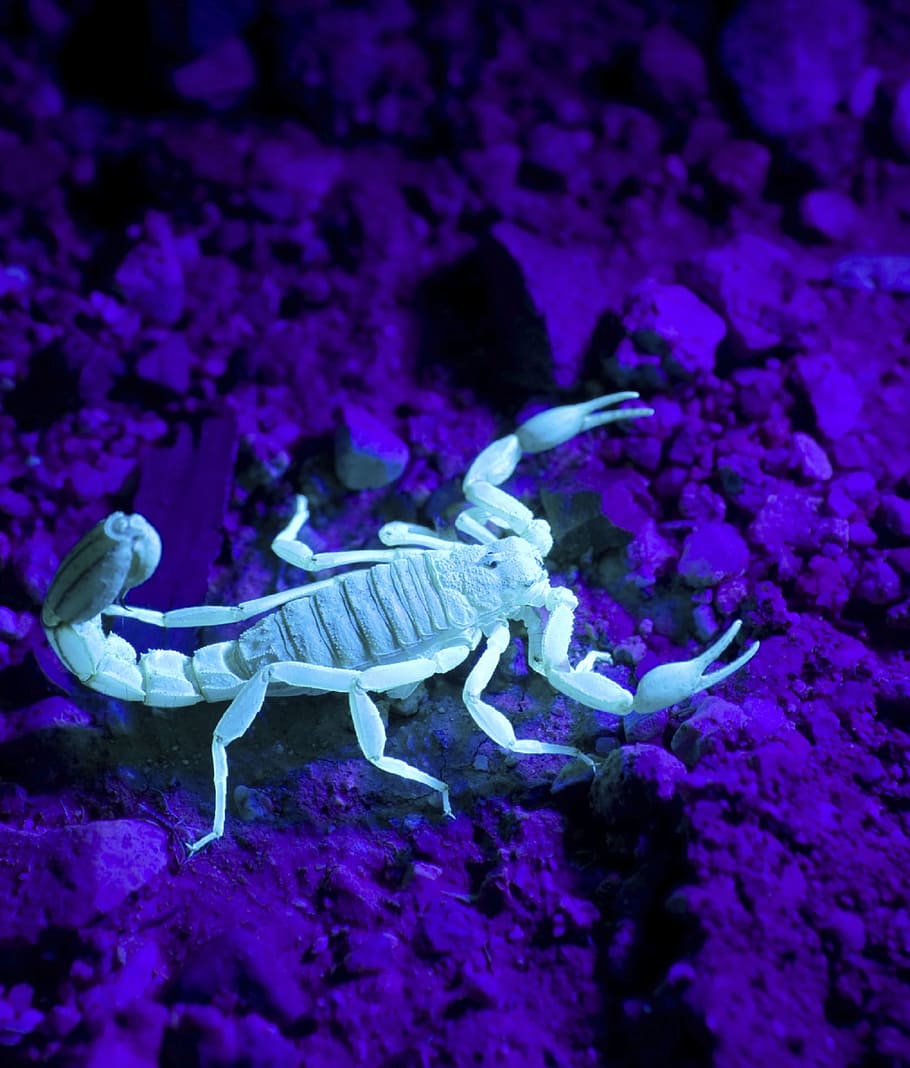 white scorpion, Wildlife, poisonous, dangerous, stinger, venom, HD wallpaper