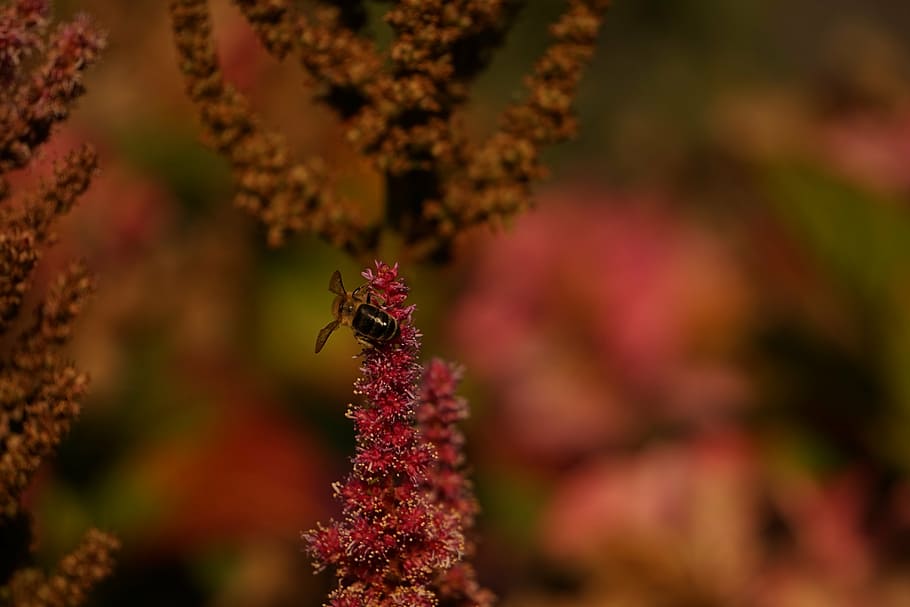 wasp, blossom, bloom, bee, insect, close, collect nectar, collect pollen HD wallpaper