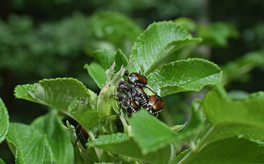 june bugs on rosebuds, insect, pest, japanese beetle, animal, HD wallpaper