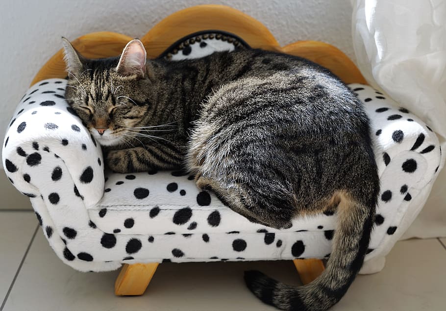 hd-wallpaper-brown-tabby-cat-laying-in-white-and-black-polka-dot-pet