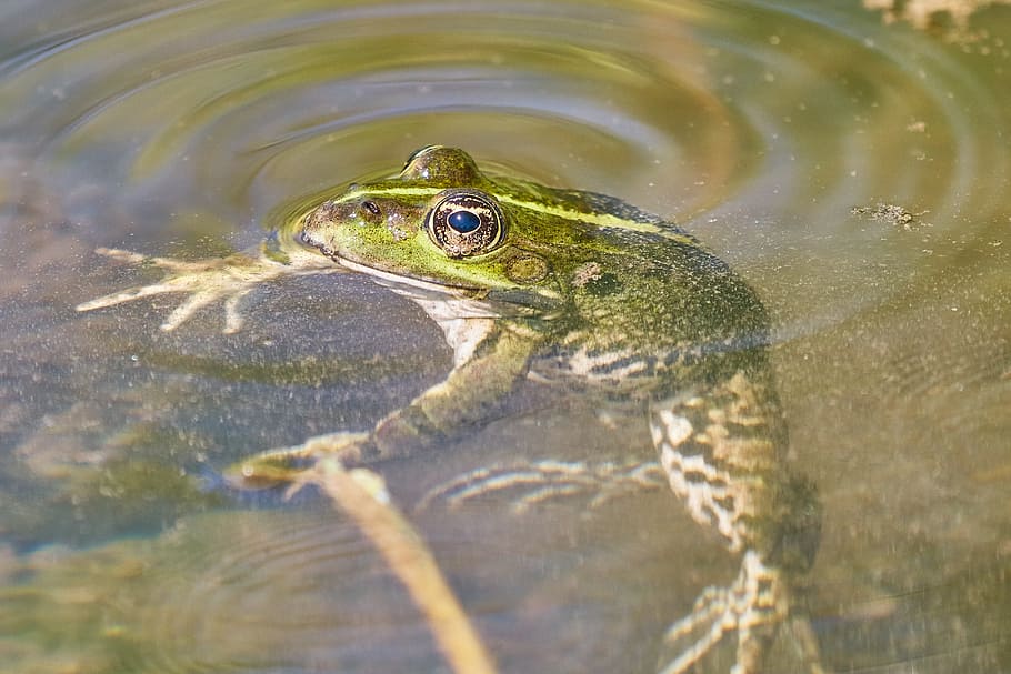 frog, amphibian, toad, meadow, water, pond, green frog, animal themes HD wallpaper