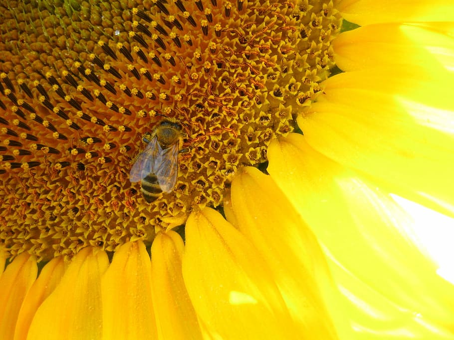 sun flower, yellow, bee, summer, blossom, bloom, plant, close HD wallpaper