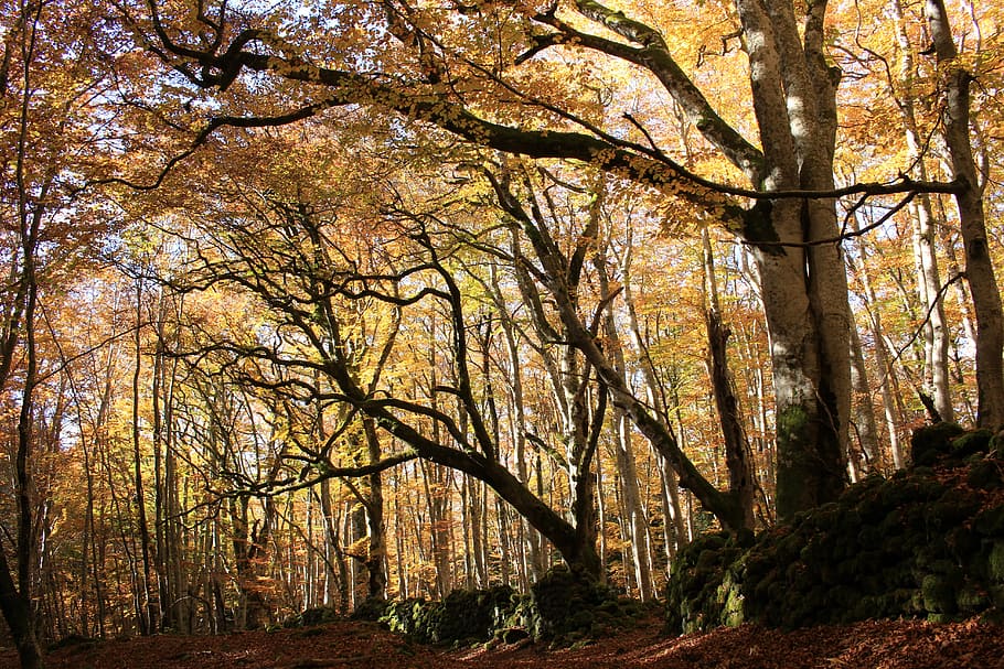 Forest, Fall, Magic, Celtic, Mystical, nature, landscape, fire HD wallpaper