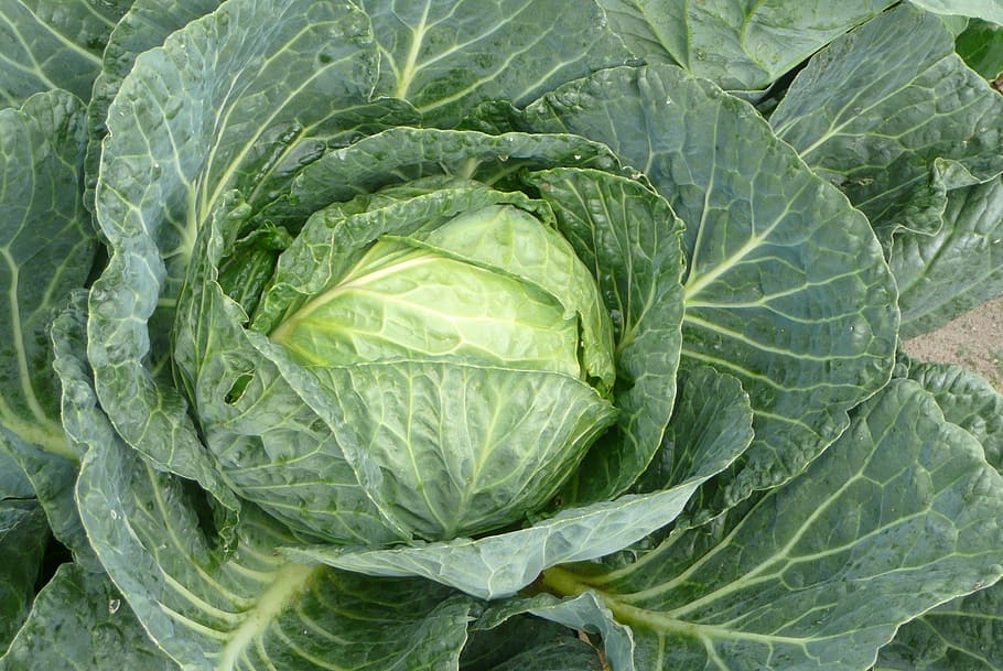 cabbage, green cabbage, vegetable, food and drink, healthy eating HD wallpaper