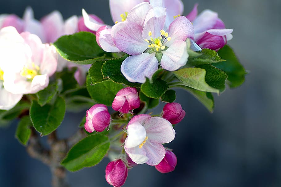 macro photography of pink petaled flowers, apple blossom, apple tree