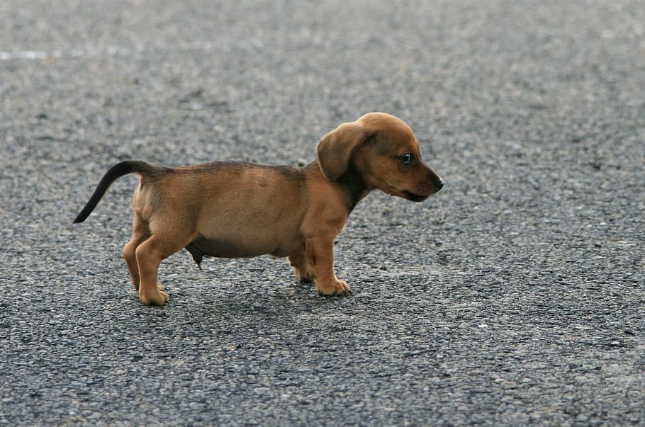 short-coated brown puppy on gray concrete pavement, dog, sausage, HD wallpaper