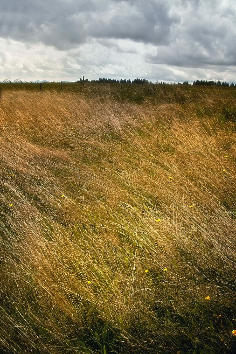 grass field, landscape, windy, clouds, storm mood, meadow, cereal plant HD wallpaper