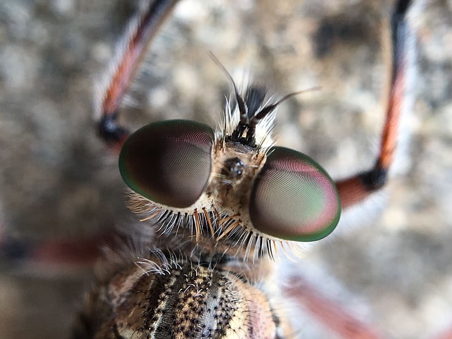 robber fly, macro, invertebrate, animal themes, animal body part HD wallpaper