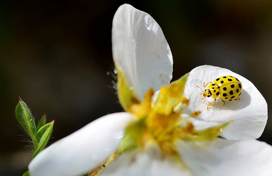 Beetle, Yellow, Spotted, Insect, flower, white color, flower head HD wallpaper