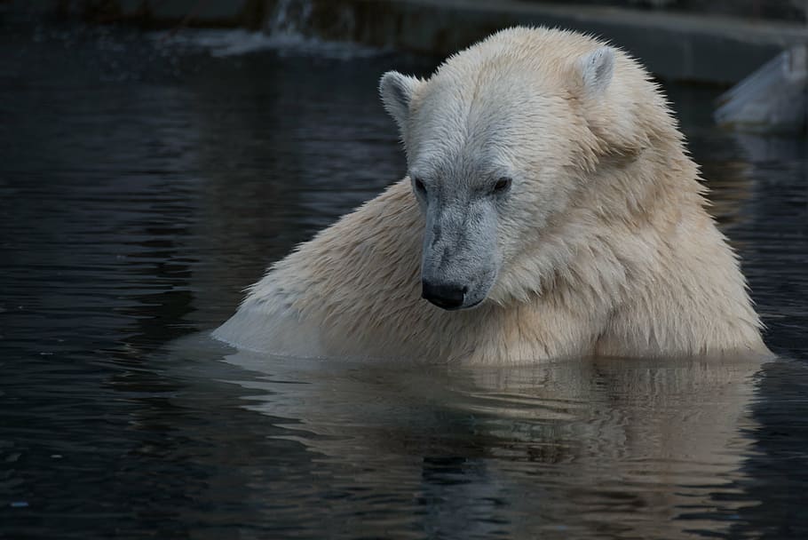 polar bear on water, natural, white, animal, carnivore, arctic HD wallpaper