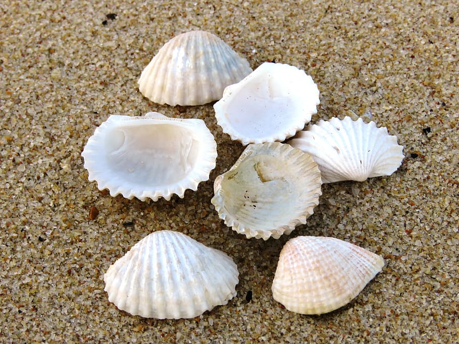 shell, beach, zoom, animal shell, land, animal wildlife, seashell HD wallpaper