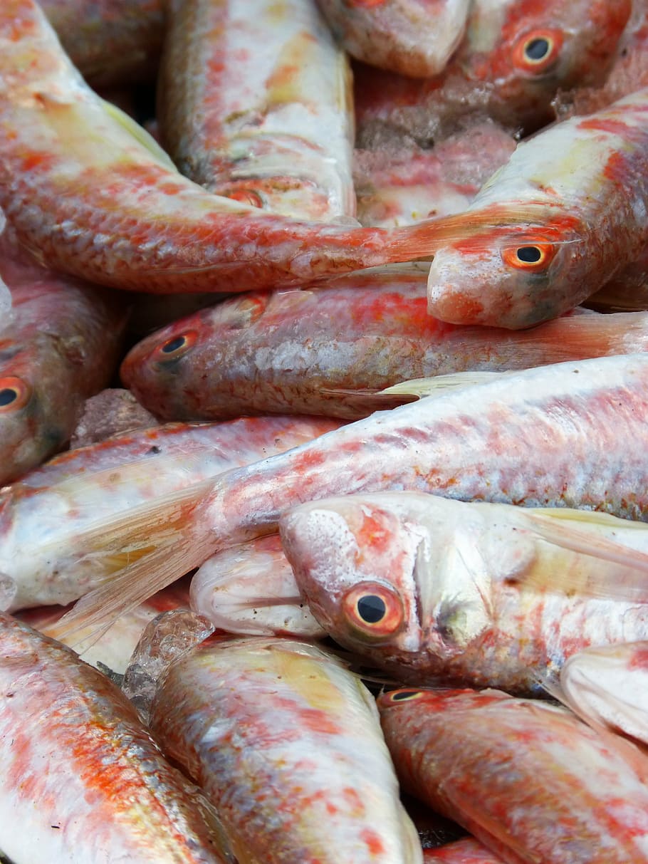 red mullet, fresh fish, mediterranean diet, molls, rogers, food and drink, HD wallpaper