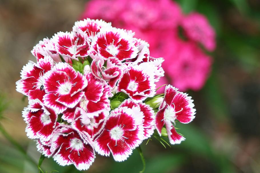 klump carnation, red white carnation, carnation flower, nature HD wallpaper