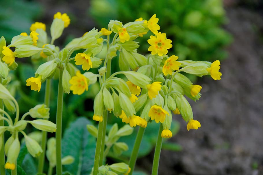 spring, flowers, nature, garden, plant, small flowers, closeup HD wallpaper