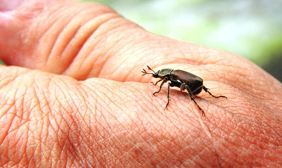 images, insects, area, kettle, colombia, human body part, human hand HD wallpaper