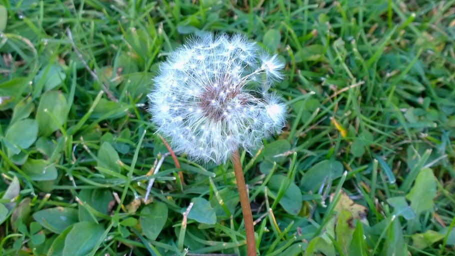 flower, dandelion, plant, grass, green, spring, summer, flowering plant HD wallpaper
