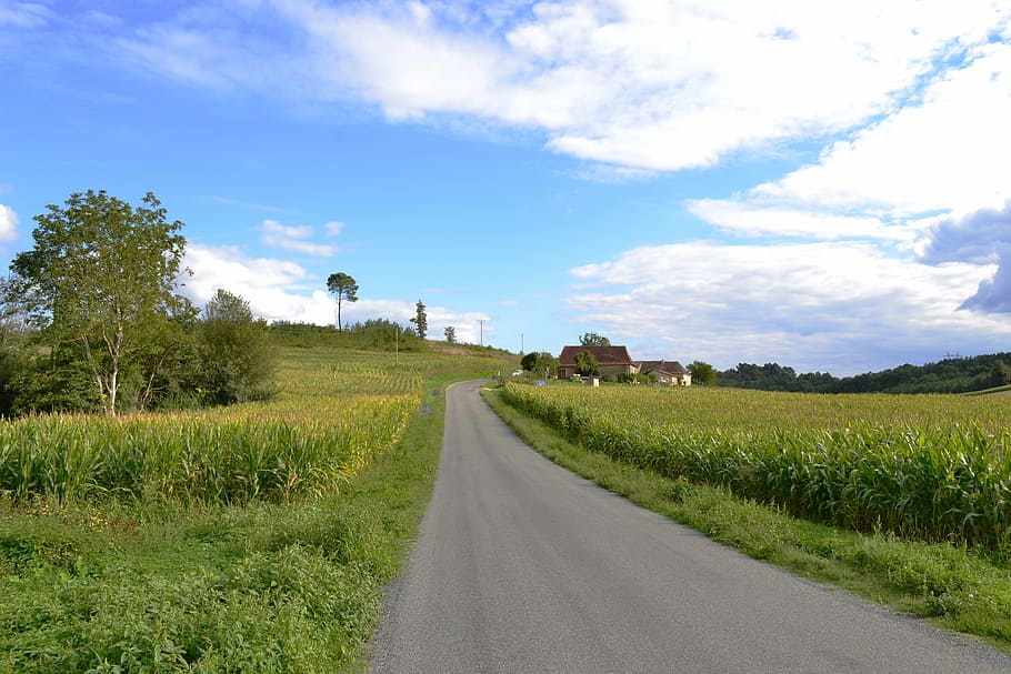 road, path, corn field, fields, agriculture, nature, landscape HD wallpaper