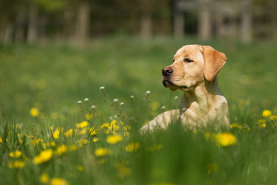 reclining adult yellow Labrador retriever, adult yellow Labrador retriever laying down on grass field HD wallpaper