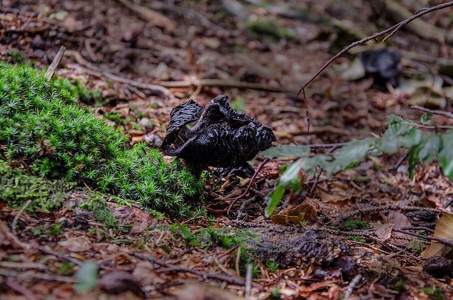 mushroom, forest, ground, nature, moss, close up, land, selective focus HD wallpaper