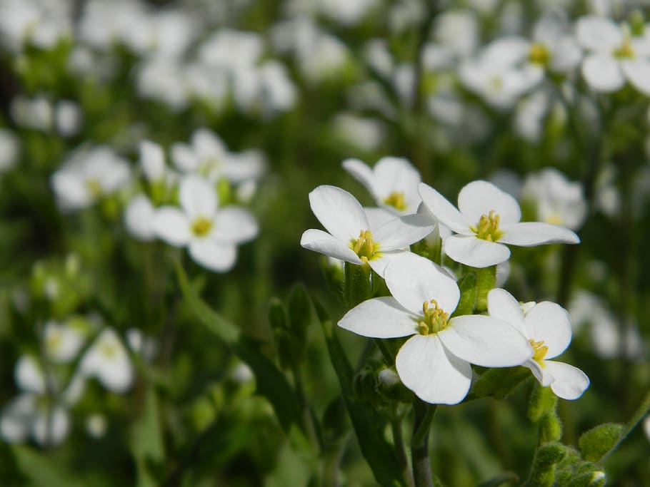 flowers, nature, plant, flowering plant, fragility, vulnerability HD wallpaper