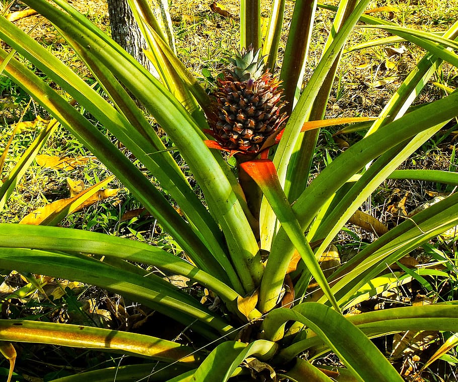 Pineapple, Fruit, Plant, green color, no people, outdoors, day HD wallpaper