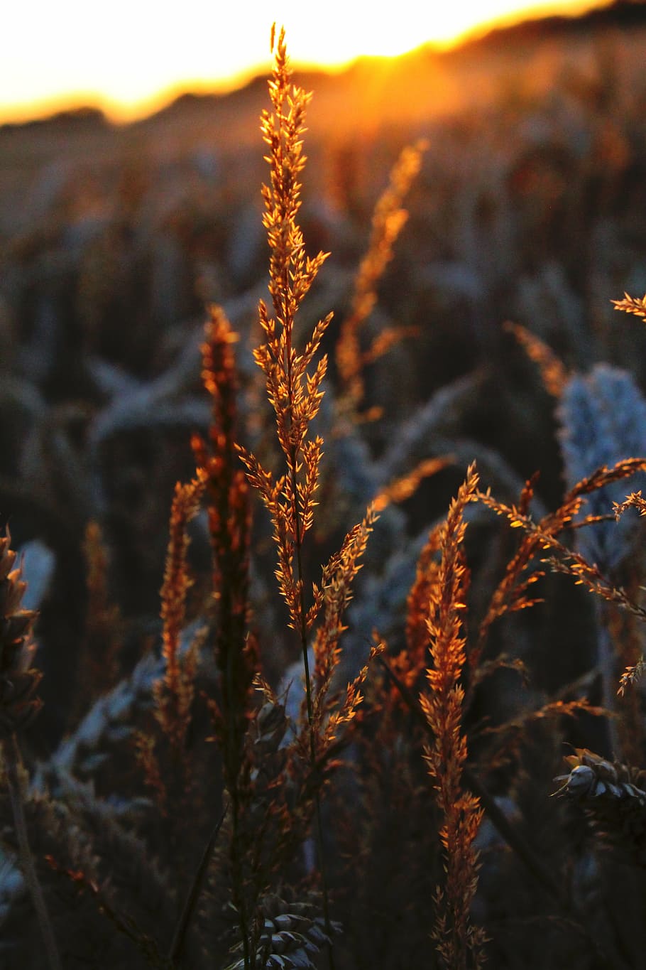 sun, grass, landscape, dusk, shadow, mood, abendstimmung, grasses HD wallpaper