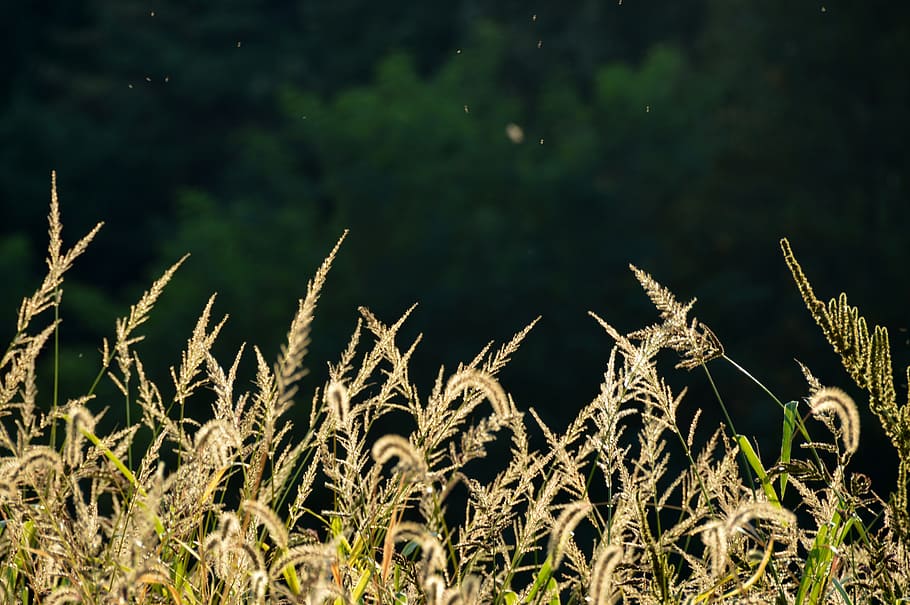 silver grass, silver pool, autumn, reed, nature, scenery, in autumn HD wallpaper