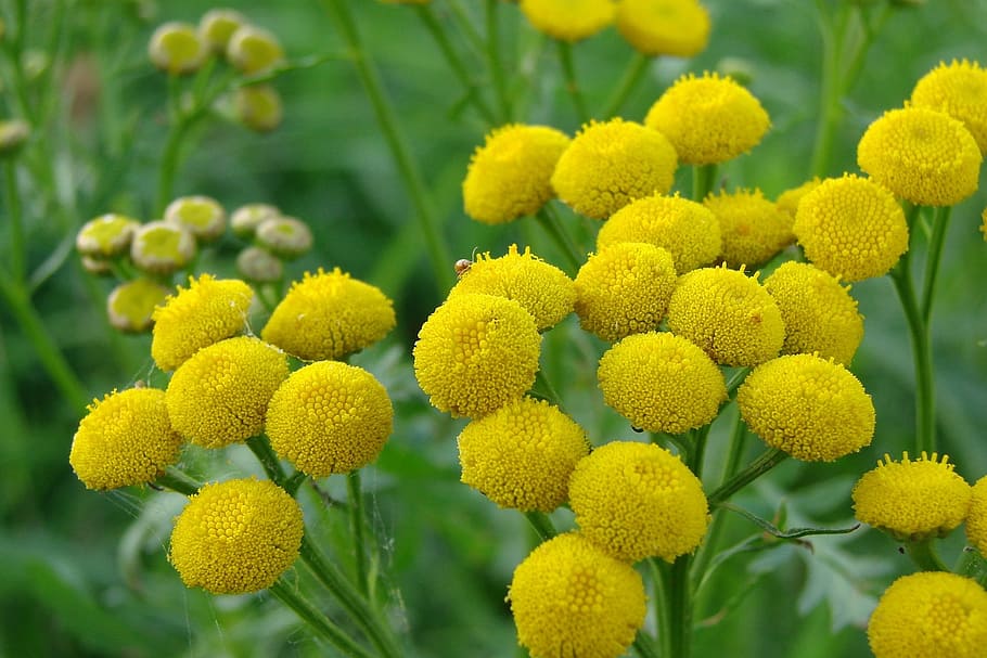 shallow focus photography of yellow petal flowers, tansy, alternative medicine HD wallpaper