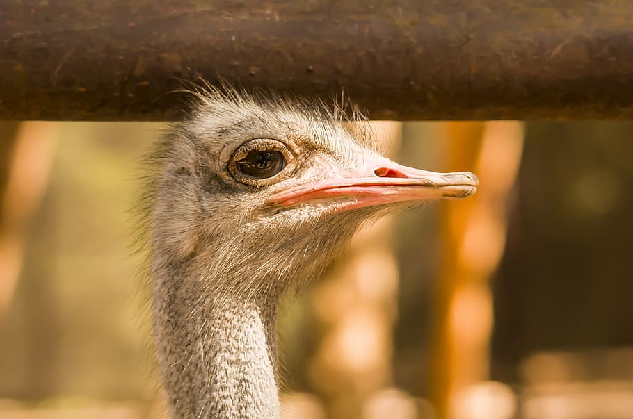ostrich, bird head, animal themes, vertebrate, one animal, focus on foreground HD wallpaper