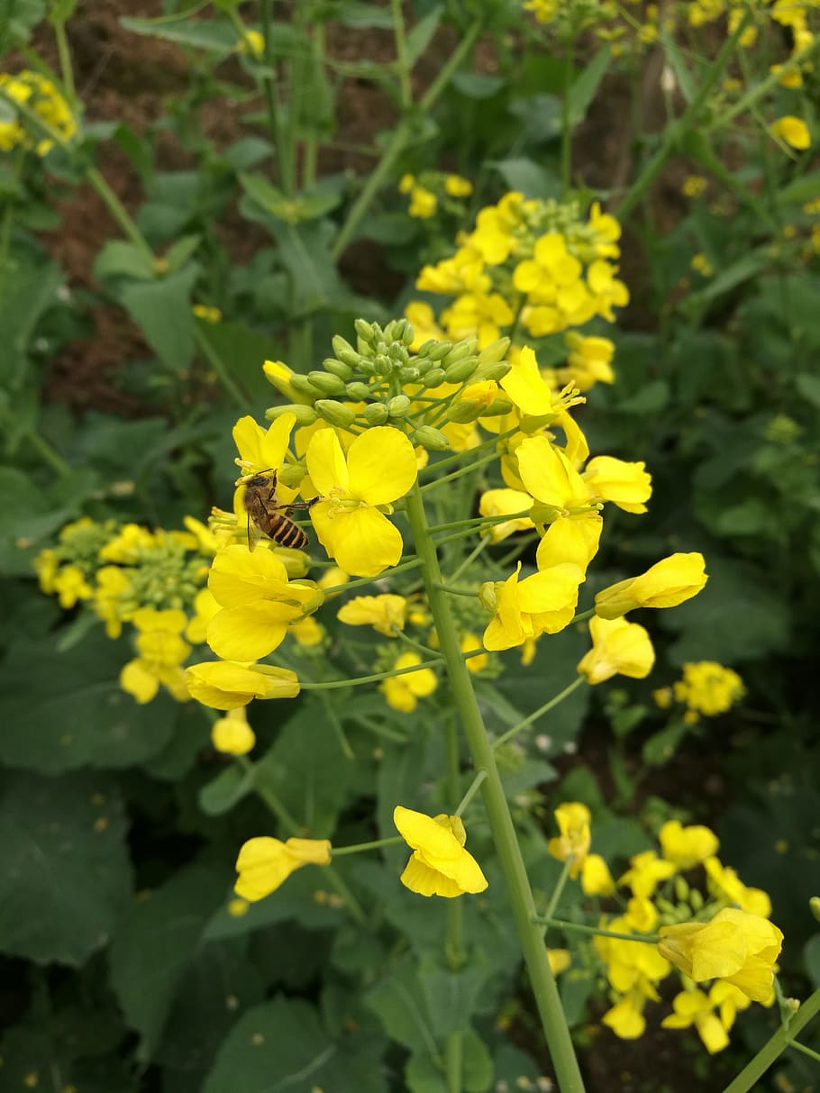 rape, bee, spring, yellow, flower, flowering plant, fragility HD wallpaper