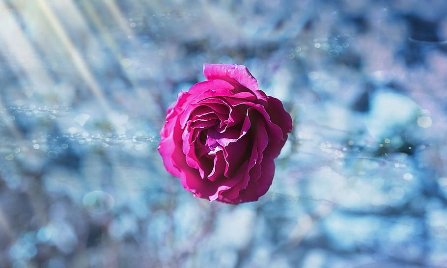 selective photography of pink rose flower, flowers, blossom HD wallpaper