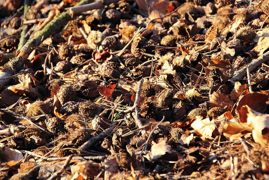 beech nuts, forest floor, fruits, fruit pods, beechnut, seed HD wallpaper