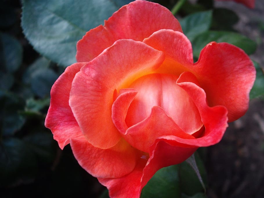 rose, flower, garden, nature, red, blossom, vintage flower HD wallpaper