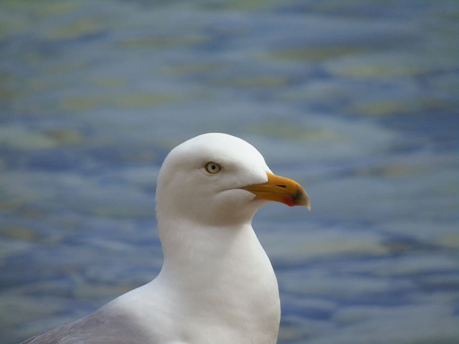 short-beaked bird on body of water, seagull, white, animal HD wallpaper