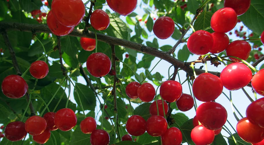 sour cherry, crop, branch, fruit, plant, food and drink, red HD wallpaper