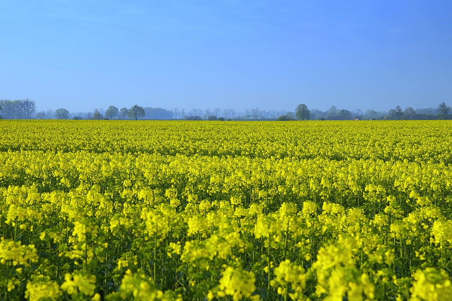 Rapeseed, Field, Yellow, Spring, agriculture, oil, the cultivation of HD wallpaper