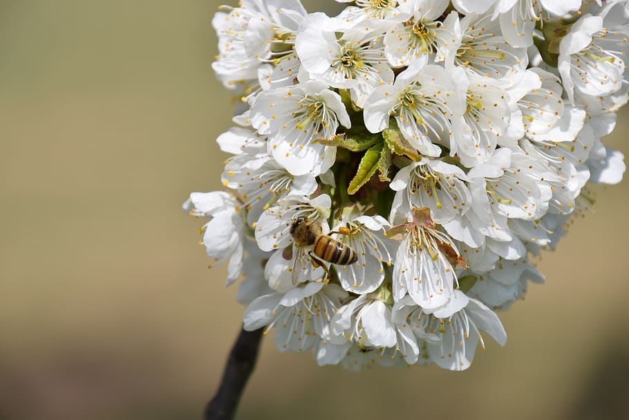cherry blossom, flowers, close up, bee, spring, flowering plant HD wallpaper