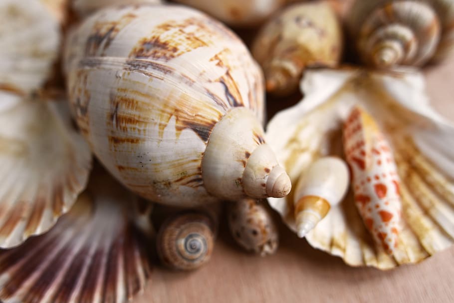 assorted seashells, mollusk, scallop, conch, spiral, clam, seaside HD wallpaper