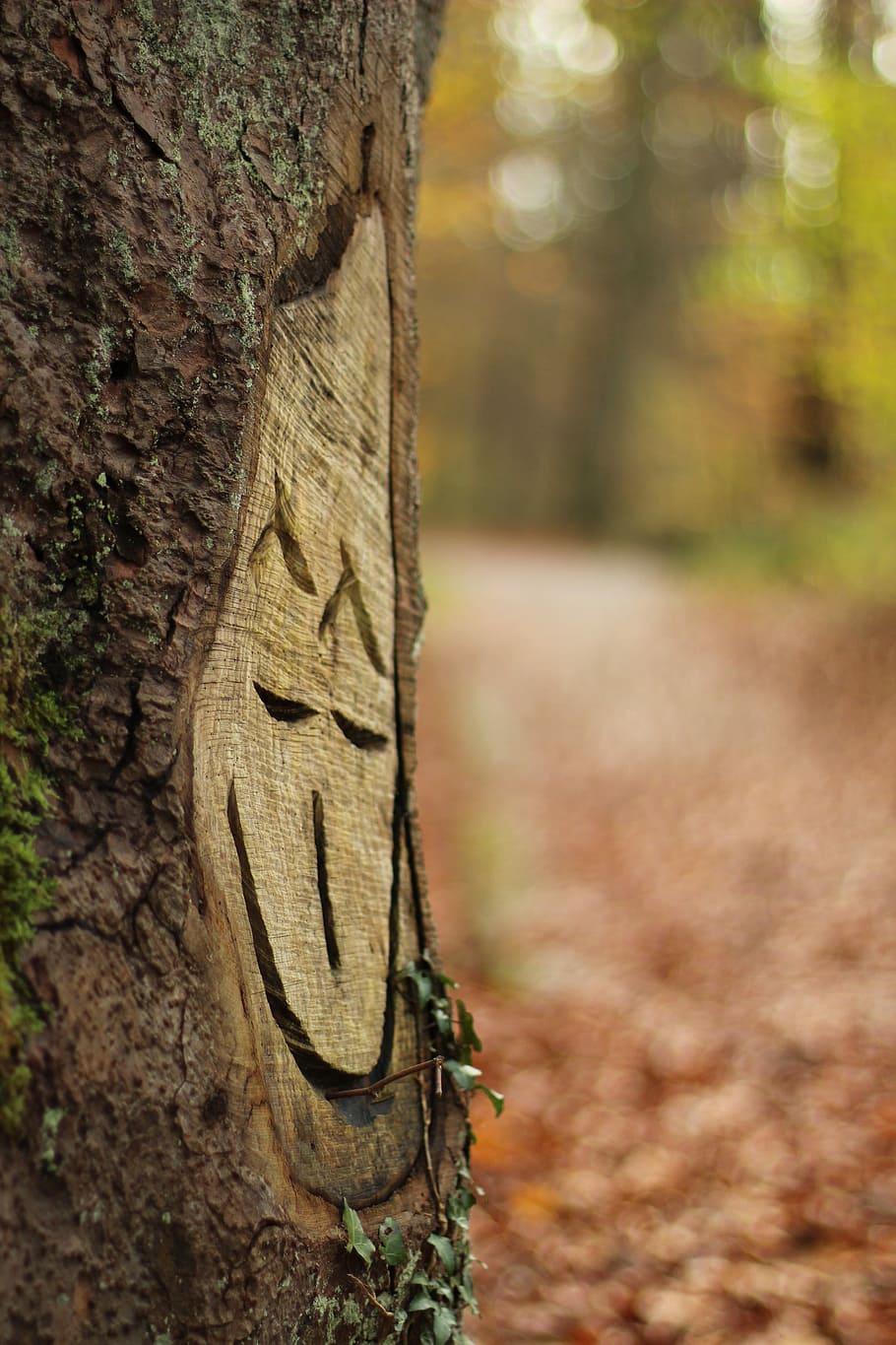 Tree, Laugh, Carve, Smile, Wood, autumn, tree trunk, forest HD wallpaper