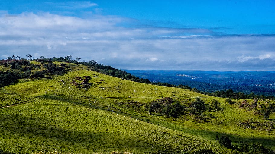 nature, blue, green, sky, field, trees, mato, dom, boi, cow HD wallpaper