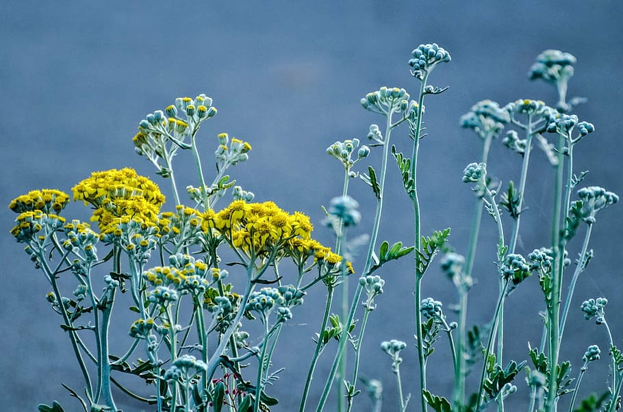 flower, summer, spring, gardening, decoration, blooming, natural HD wallpaper