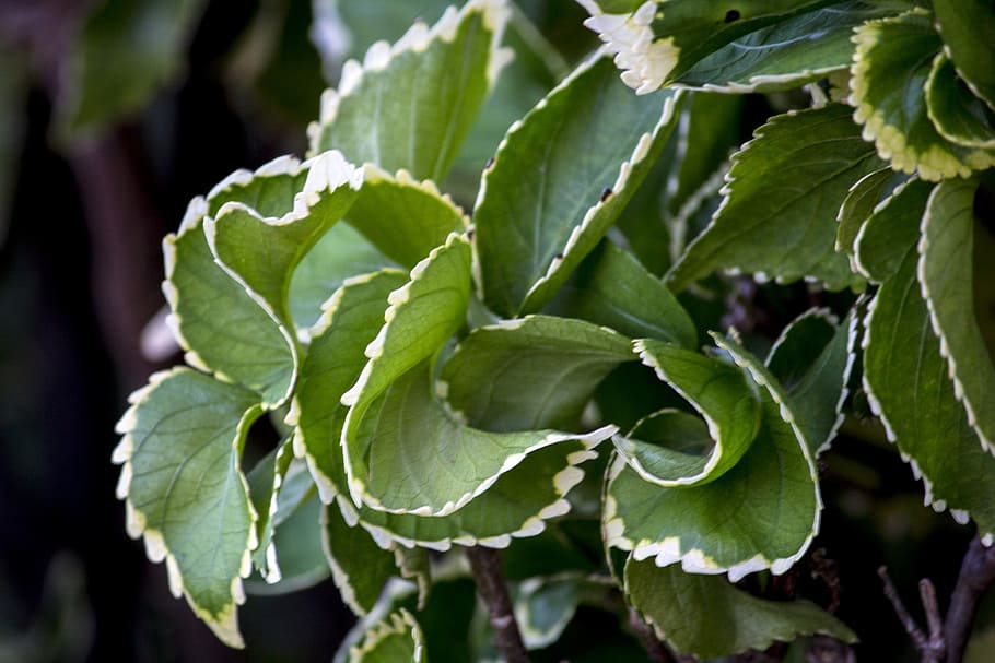 foliage, spring, garden, gardening, nature, plants, colorful flowers HD wallpaper