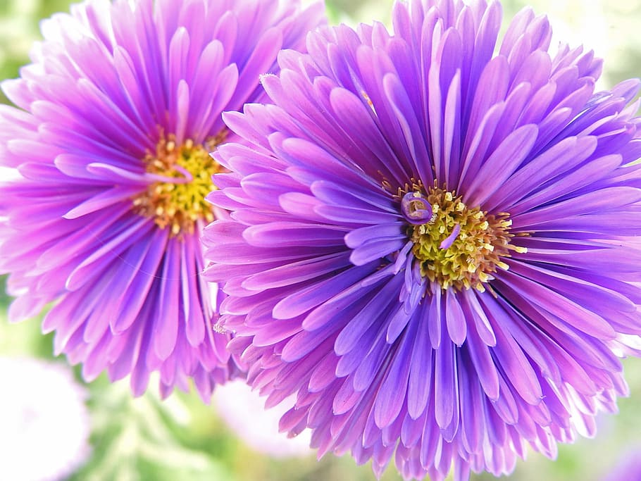 flowers, violet, purple flowers, flowering plant, freshness HD wallpaper