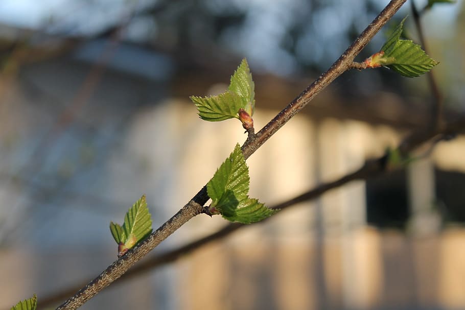 birch, spring, eye, nature, tree, branches, nature photo, leaf HD wallpaper