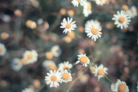Retro Daisy, flowers, grass, nature, vintage, plant, close-up HD wallpaper